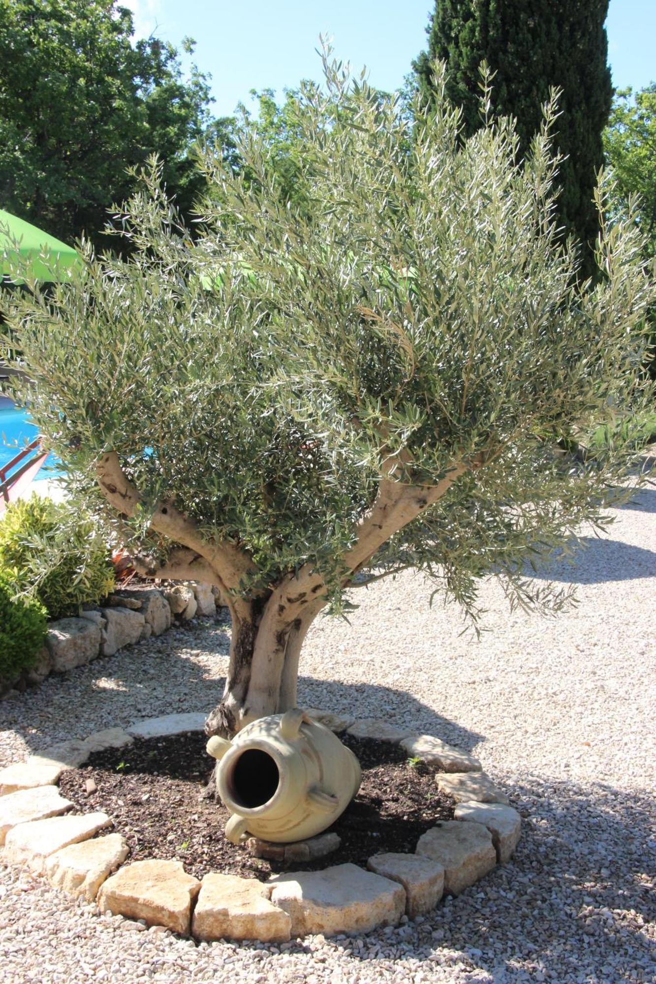 Le Hameau Fleur De Pierres , , Et Table D'hotes 3* Murs (Vaucluse)