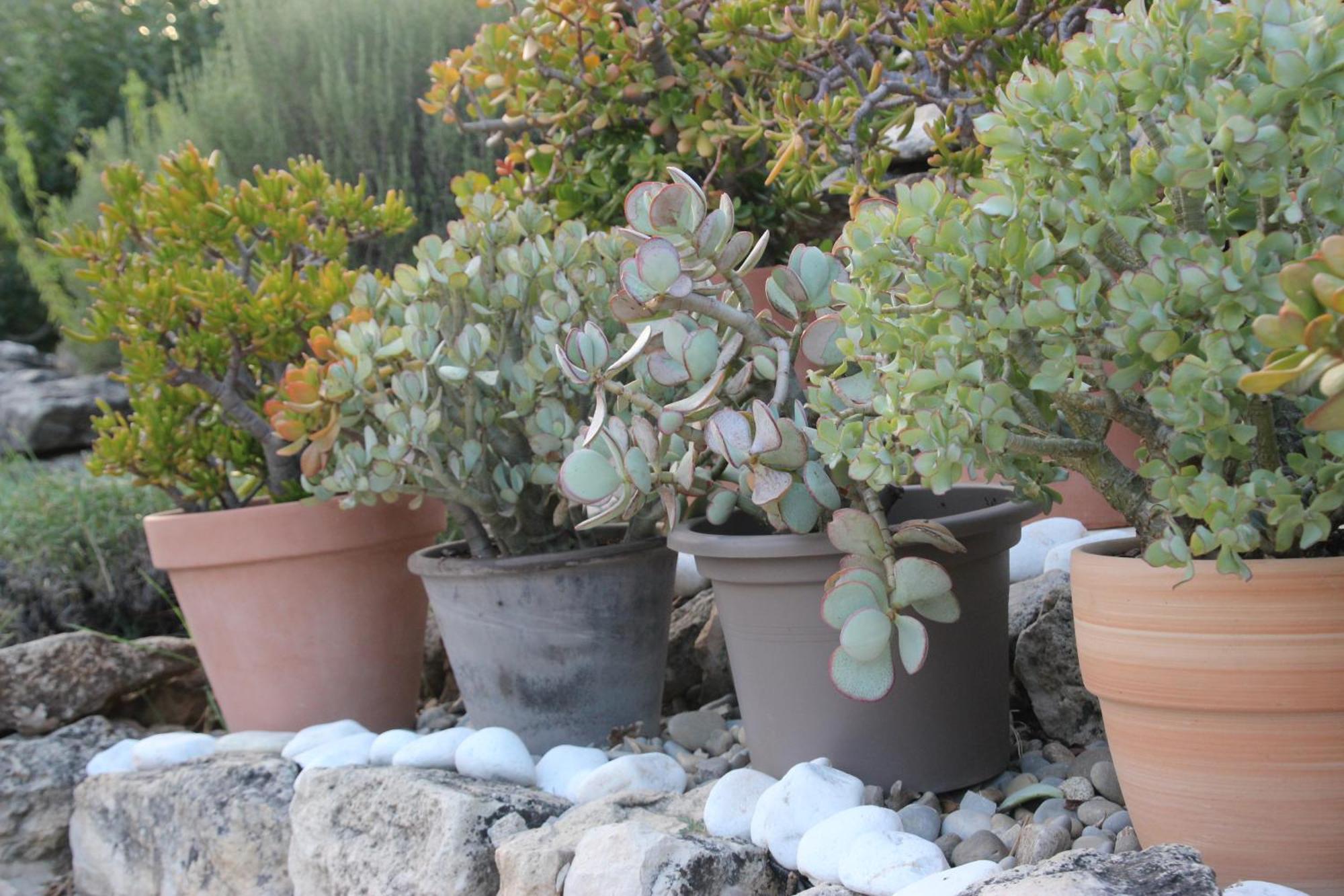 Le Hameau Fleur De Pierres Murs (Vaucluse)